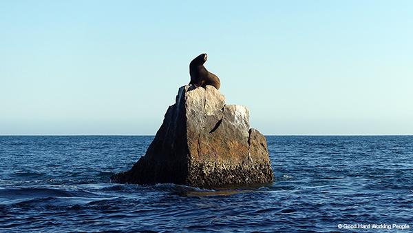 Lands End Baja California_Sea Lion_MIN 310_s