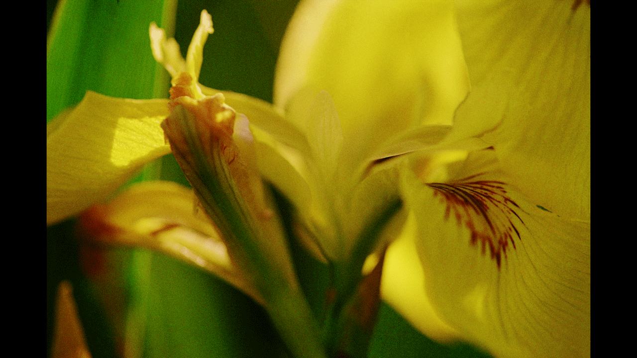 Guenter Westphal Wasserlilie