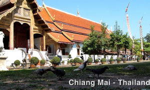 MIN_111 Pigeons_Thailand_s
