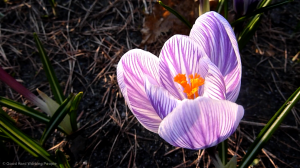 MIN_Week 49_Spring-Blooms_2_wm