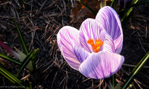 MIN_Week 49_Spring-Blooms_2_wm