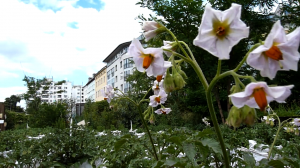 MIN_Week 60_Prinzessinnengarten