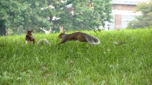 Prospect Park Brooklyn Minute Squirrel
