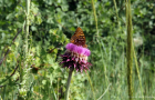 MIN 166 Colorado Wildflowers_butterfly_s