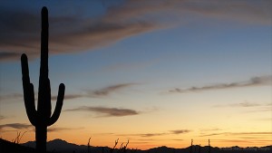 MIN 288_Saguaro National Park AZ_s