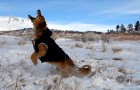 MIN 299_Snow-Catching Dog_Left_s