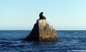 Lands End Baja California_Sea Lion_MIN 310_s